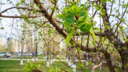 19 наурыз – Жаңару күні