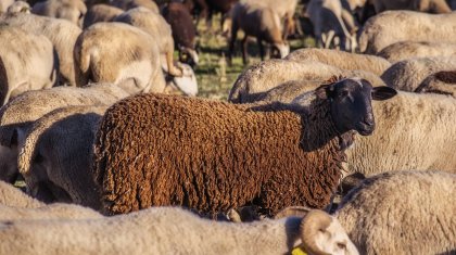 Атырауда белгісіз жыртқыш малды қырып кетіп жатыр