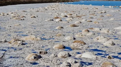 Бөкей ордасында 1 мыңнан астам киік қырылып қалды