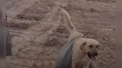 Атырауда ит те бөгет салуға көмектесіп жүр