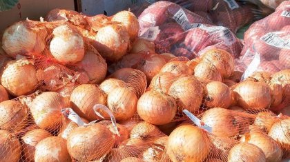 Жетісуда тонналаған пияз сатылмай, далада жатыр