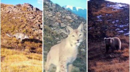 3500 метр биіктікте мекендейтін жыртқыштар фототұзаққа түсіп қалды (ВИДЕО)