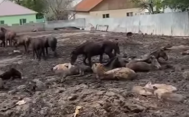 Алматы облысының тұрғыны тірі малды өлекселердің ішінде ұстаған