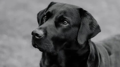 Ақмола облысында депутат итті көлігімен басып өткен