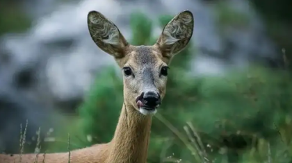 Павлодар облысының тұрғыны сібір елігін заңсыз аулағаны үшін сотталды