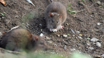 Ақтауды егеуқұйрық басып кетті