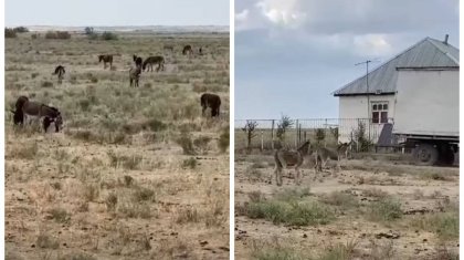 Есектің еті сатылымға шыға ма?