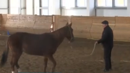 Ақтөбеде ат спорты мектебіне асыл тұқымды жылқы деп мініс аттары алынған