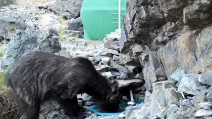 Қызыл кітапқа енген қоңыр аю видеоға түсіп қалды