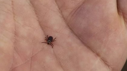 Шымкентте кене шағып алған ер адам қайтыс болды