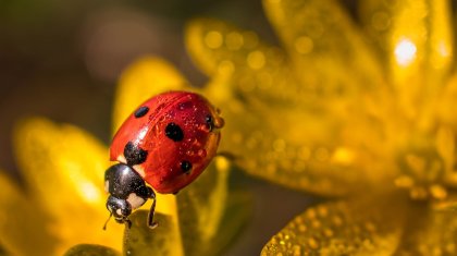 Елімізде алдағы күндері күн салқындайды