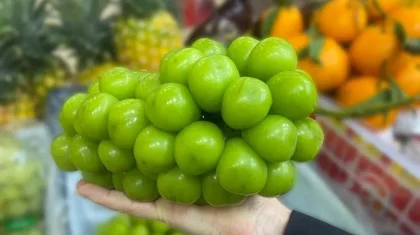 «Шайн мускат» жүзімі қаншалықты зиян? Тексеру нәтижесі шықты