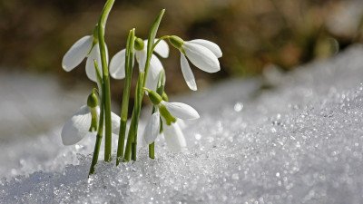 Алдағы күндері еліміздің кейбір аймақтарында күн +15 градусқа дейін жылиды