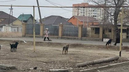 «Ит атқыштар қайда?»: Атырауда ит аулайтын мекеме табылмай жатыр