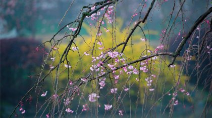 Алдағы күндері ел аумағында күн суытып, жаңбыр жауады