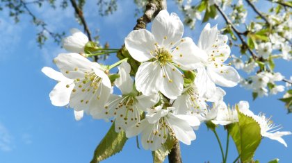 Жауын-шашын аз, 36 градусқа дейін ыстық