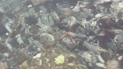 Каспийде қырылған итбалықтармен қоса енді өлі шаяндар табылып жатыр