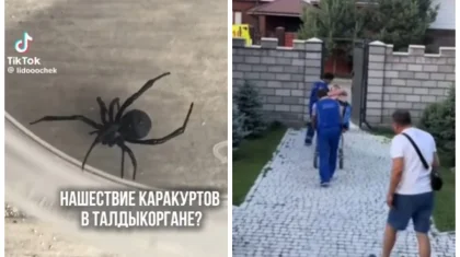 Талдықорғанда қарақұрт қаптап, 1 адам жансақтау бөліміне түсті (ВИДЕО)