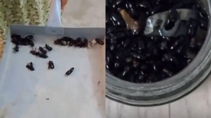 Бейнеуді қара қоңыз басты: халық үрейде отыр, ал билік үнсіз