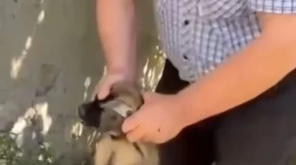 Теміртауда ер адам ауладағы күшіктерді қатыгездікпен өлтірген (ВИДЕО)