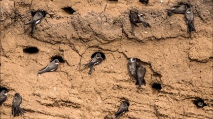 «Құстардың жанын қорғаған»: БҚО тұрғыны қарлығаштардың ұясы үшін қызметінен бас тартты (ВИДЕО)