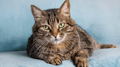 «Танымал болғысы келген»: Шығыс Қазақстанда оқушы қыз мысықты бөлшектеп, оны видеоға түсірген