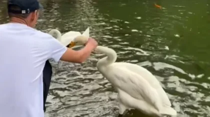 Алматыдағы Ботаникалық бақта ер адам айдындағы аққуға қорлық көрсеткен (ВИДЕО)