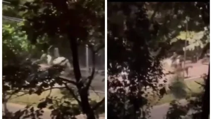 Алматы көшесінде бір топ ер адам түнгі уақытта бәйге ұйымдастырған (ВИДЕО)