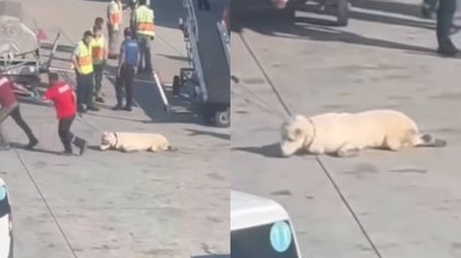 SCAT-тағы жанжал: Алабай иттің салдарынан рейс кешігіп, багаждар сағаттап берілмеген (ВИДЕО)