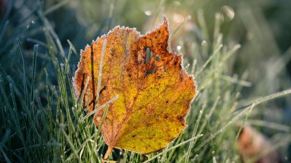 Бүгін Қазақстанның үш облысында -1°С-қа дейін үсік күтіледі