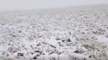 Қостанайда шаруалардың 40%-ға дейінгі егістігі қар астында қалды – әкімдік диқандарды тағы ұмытты