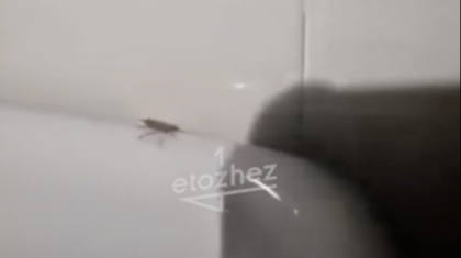 Жезқазған ауруханасында тарақан өріп жүр — Денсаулық сақтау басқармасы мәлімдеме жасады