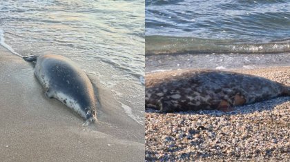 Маңғыстау облысында Каспий жағалауынан жүзден астам өлі итбалық табылды