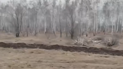 Көкшетау-2: Қала шетіндегі қайың тоғайы неге жойылып жатыр, ал әкімдік неге үндемейді?