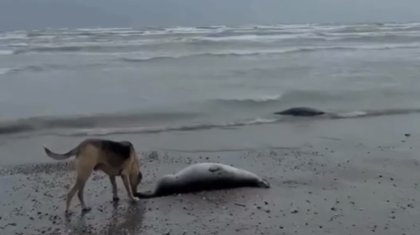 Каспийде жаппай қырылу: 500-ге жуық итбалықтың өлі денесі табылды