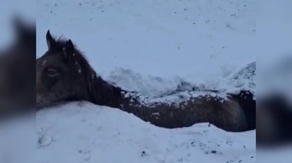 БҚО-да жылқылар қырылып жатыр: сорға батқан үйірге кім жауапты?