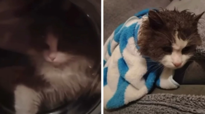 Талдықорған тұрғыны мысығын кір жуғыш машинаға салып жуған