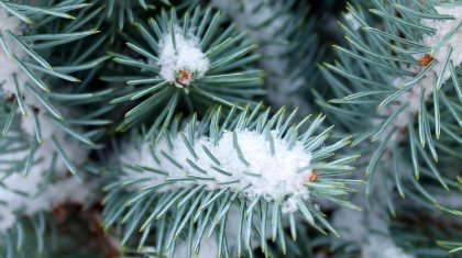 Синоптиктер 2026 жылдың қаңтарына арналған ауа райы болжамын жариялады