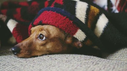 Өскемен тұрғыны бесінші қабаттан күшік лақтырып жіберген