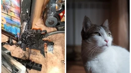 Ақтауда мысық әйел мен балаларды өрттен құтқарып қалды