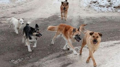 Ақмола облысында қаңғыбас иттерден қауіп күшейді