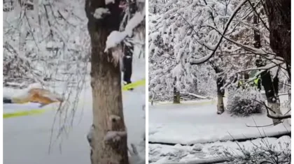 Шымкентте 10 жасар баланың үстіне ағаш бұтағы құлап, көз жұмды