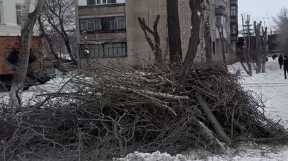 Көкшетауда ағаштарды отап тастаған: әкімдік тағы да жасыл желекті құрбан етті ме?