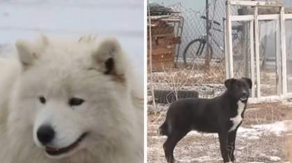 Ақтөбеде мектеп оқушысын бірнеше ит талап тастаған