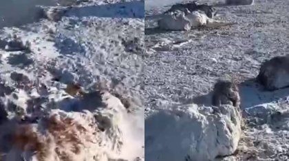 Павлодарда қырылған мал: Баянауылда ондаған қой далада қатып өлді