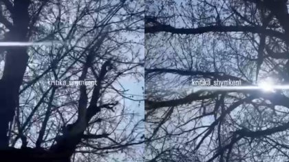 Шымкентте қураған ағаштар құлап, көліктер бүлінді (ВИДЕО)