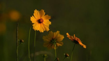 Бүгінгі ауа райы: Ел бойынша дауыл, жаңбыр және жел күшейеді