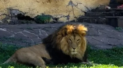 Семейдегі арыстандарға тас лақтыру оқиғасы және заң неге тоқтата алмайды