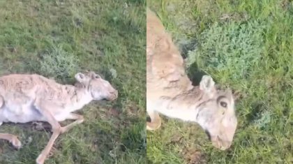 Халық дабыл қағуда: ШҚО-да киік қырылып жатыр