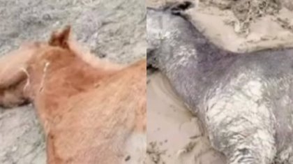 Маңғыстауда мал қырылды: 500-ден астам шығын – кім жауап береді?